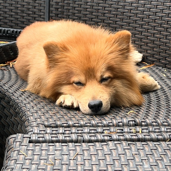 Meet your Posher, Chris - Picture 1 of 3